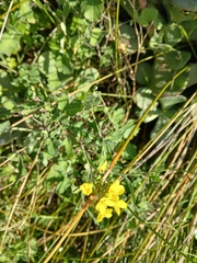 (c) naturewatchwidow, some rights reserved (CC BY) Brassica fruticulosa, photograph (c) naturewatchwidow, some rights reserved (CC BY)
