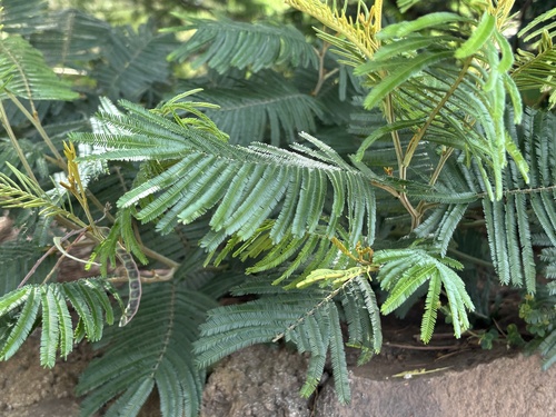 Acacia mearnsii observed 2026-07-31