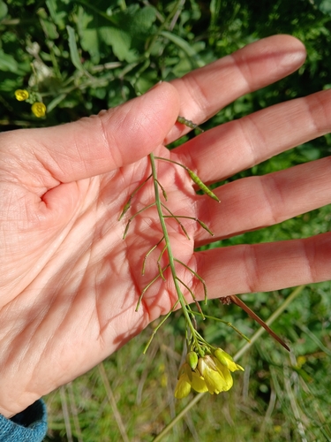 Brassica fruticulosa, photograph 3