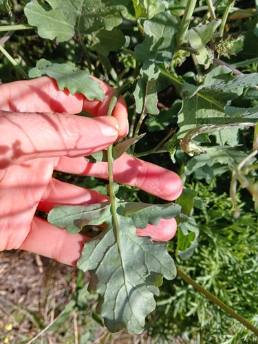 Brassica fruticulosa, photograph 4