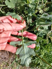 (c) naturewatchwidow, some rights reserved (CC BY) Brassica fruticulosa, photograph (c) naturewatchwidow, some rights reserved (CC BY)
