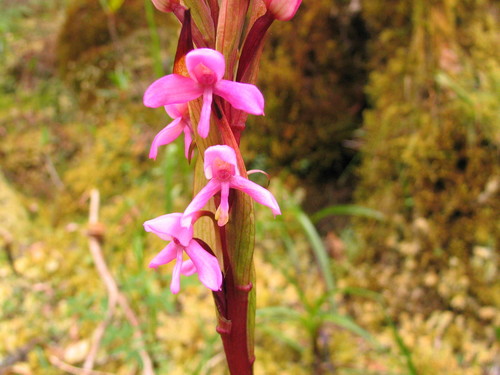 Disa stairsii image