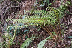 Polystichum polyblepharum