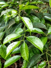 Ilex ficoidea