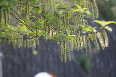 Stachyurus praecox