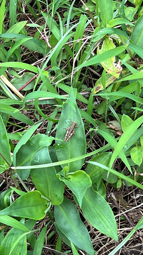 Short-winged Rice Grasshopper