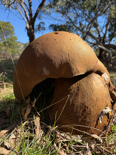 salmon gum mushroom