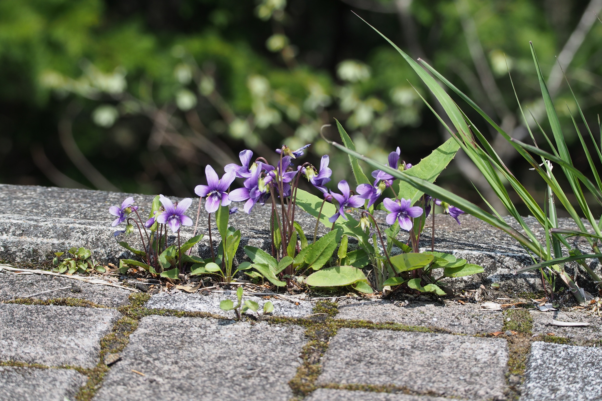 Manchurian violet (Viola mandshurica) · iNaturalist