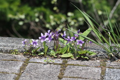Viola mandshurica
