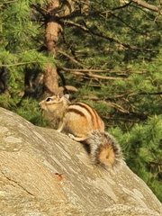 Eutamias sibiricus
