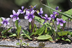 Viola mandshurica