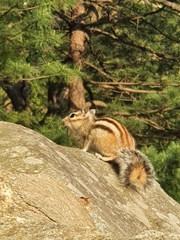 Eutamias sibiricus