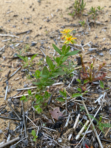 Hypericum ellipticum, photograph 3
