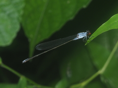 Pseudagrion pruinosum