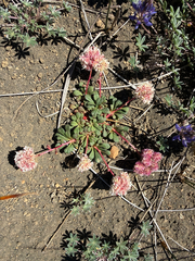 Calyptridium umbellatum, photograph author not stated, no rights reserved