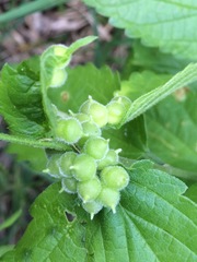 Celticecis celtiphyllia