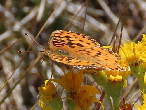 iNaturalist observation photo of Greater Fritillaries