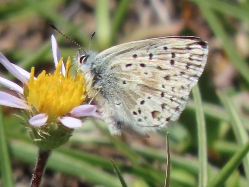 iNaturalist observation photo of Sierra Blue