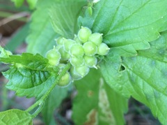 Celticecis celtiphyllia