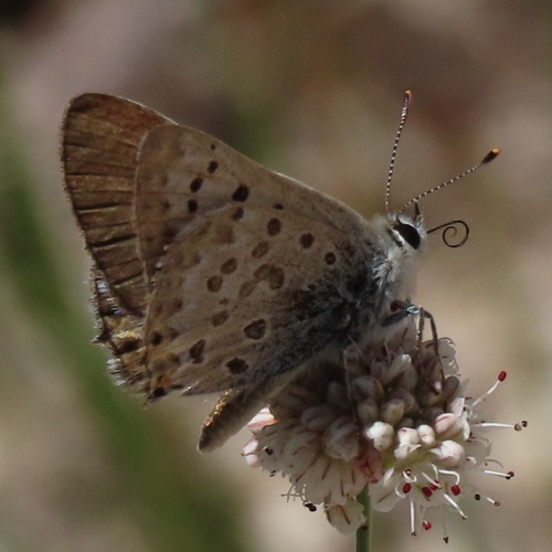 iNaturalist observation photo of Edith's Copper
