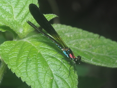 Heliocypha fenestrata