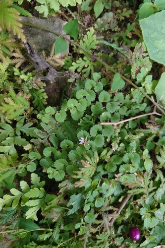 Lobelia nummularia, photograph 1