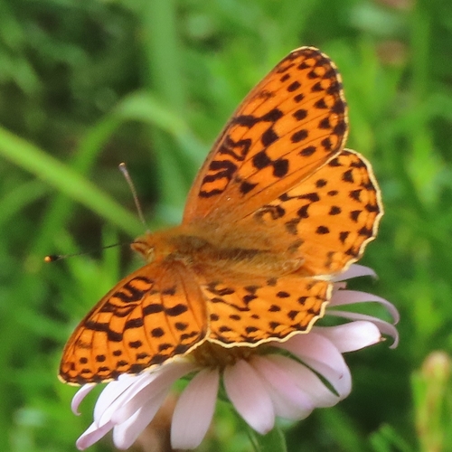 iNaturalist observation photo of Greater Fritillaries