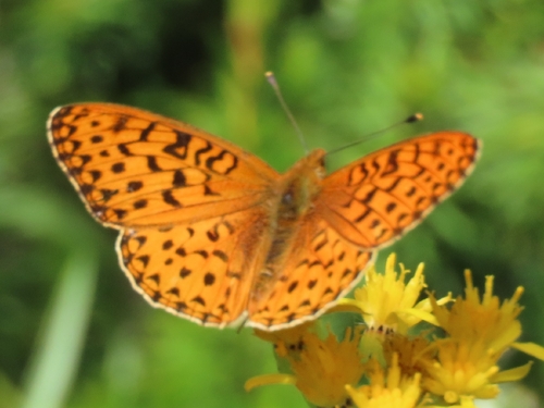 iNaturalist observation photo of Greater Fritillaries