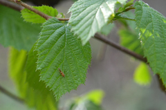 Phyllonorycter coryli