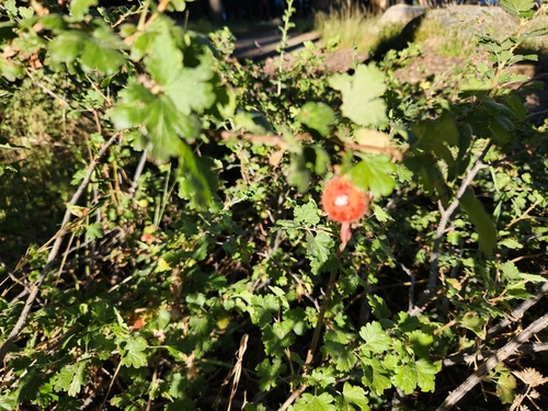 Ribes roezlii, photograph 6
