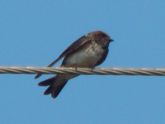 Petrochelidon fluvicola