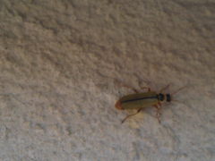 Metacantharis clypeata