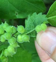Celticecis celtiphyllia