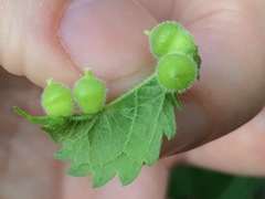 Celticecis celtiphyllia