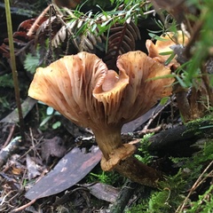 Armillaria luteobubalina