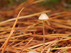 Mycena austrofilopes