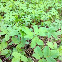 Aegopodium podagraria