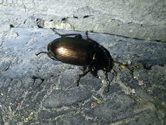 Harpalus distinguendus