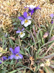 Viola tricolor