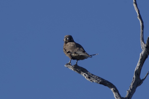 Brown Falcon