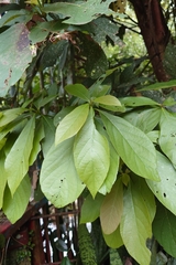 Phoebe formosana, photograph (c) 如此甚好, some rights reserved (CC BY)