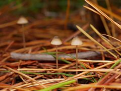 Mycena austrofilopes