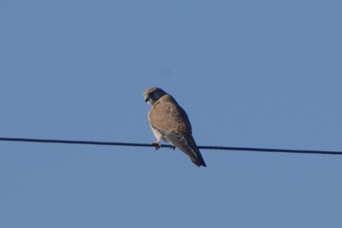 Nankeen Kestrel