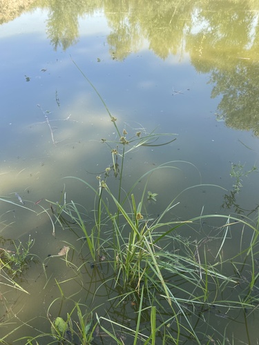 Cyperus glomeratus, photograph 2