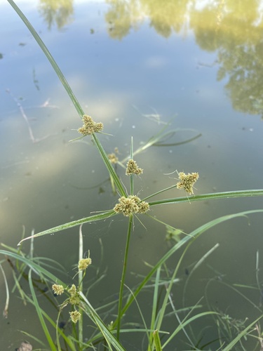 Cyperus glomeratus, photograph 3