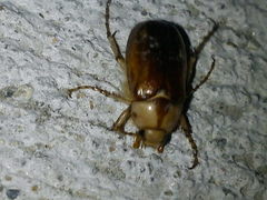 Rhizotrogus aestivus