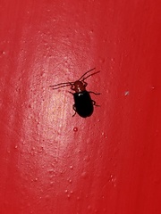 Paragetocera involuta