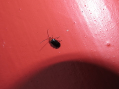 Paragetocera involuta