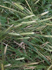 Hordeum spontaneum