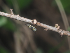 Leucospidae